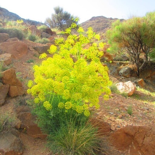 بذر آنغوزه 1 گرمی