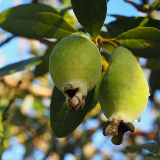 بذر فوجیا 10 عددی