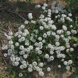 بذر قدومه 1گرمی