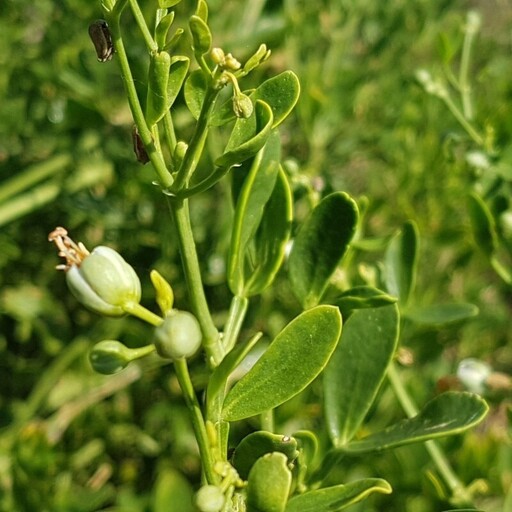 بذرقیچ خالص 1گرمی