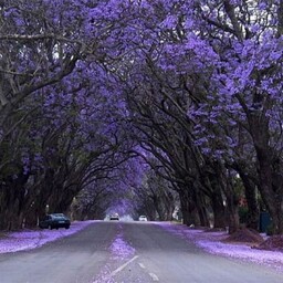 بذر پالونیا شن تننگ 10عددی