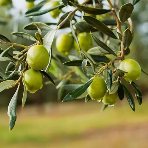 بذر درخت زیتون سبز 10عددی