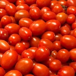 بذر گوجه فرنگی ws 40عددی