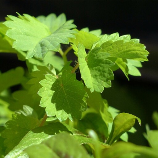 بذر سالاد برنت 20 عددی