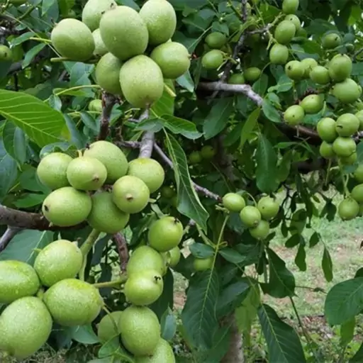 بذر گردو چندلر 3عددی