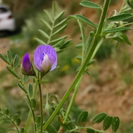 بذر گاودانه  10 گرم