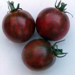 بذر گوجه فرنگی یاس بنفش (یک عدد )کد39