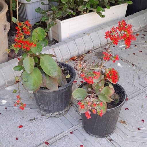 گل کالانکوئه گلدهی ب رنگ قرمز ،نگهداری در محیط پرنور ،آبیاری ب هنگام خشک شدن خاک گلدان