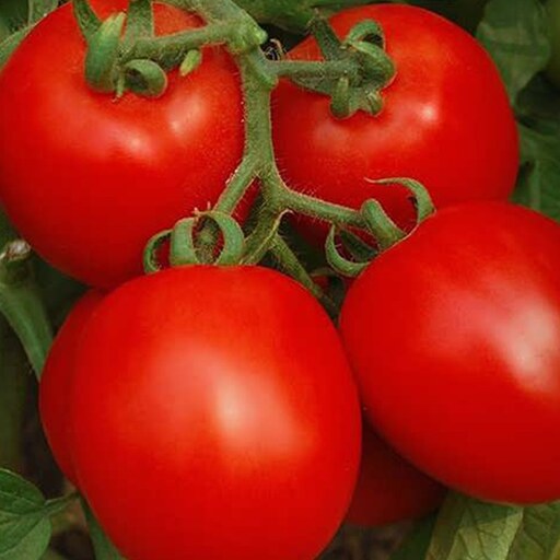 بذر گوجه فرنگی دیابولیک 10 عددی