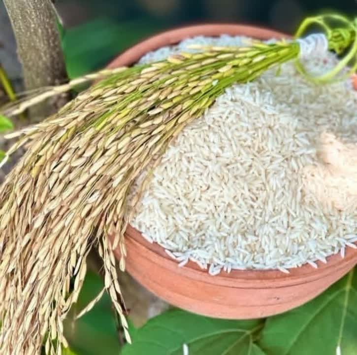 برنج طارم هاشمی کشت یک