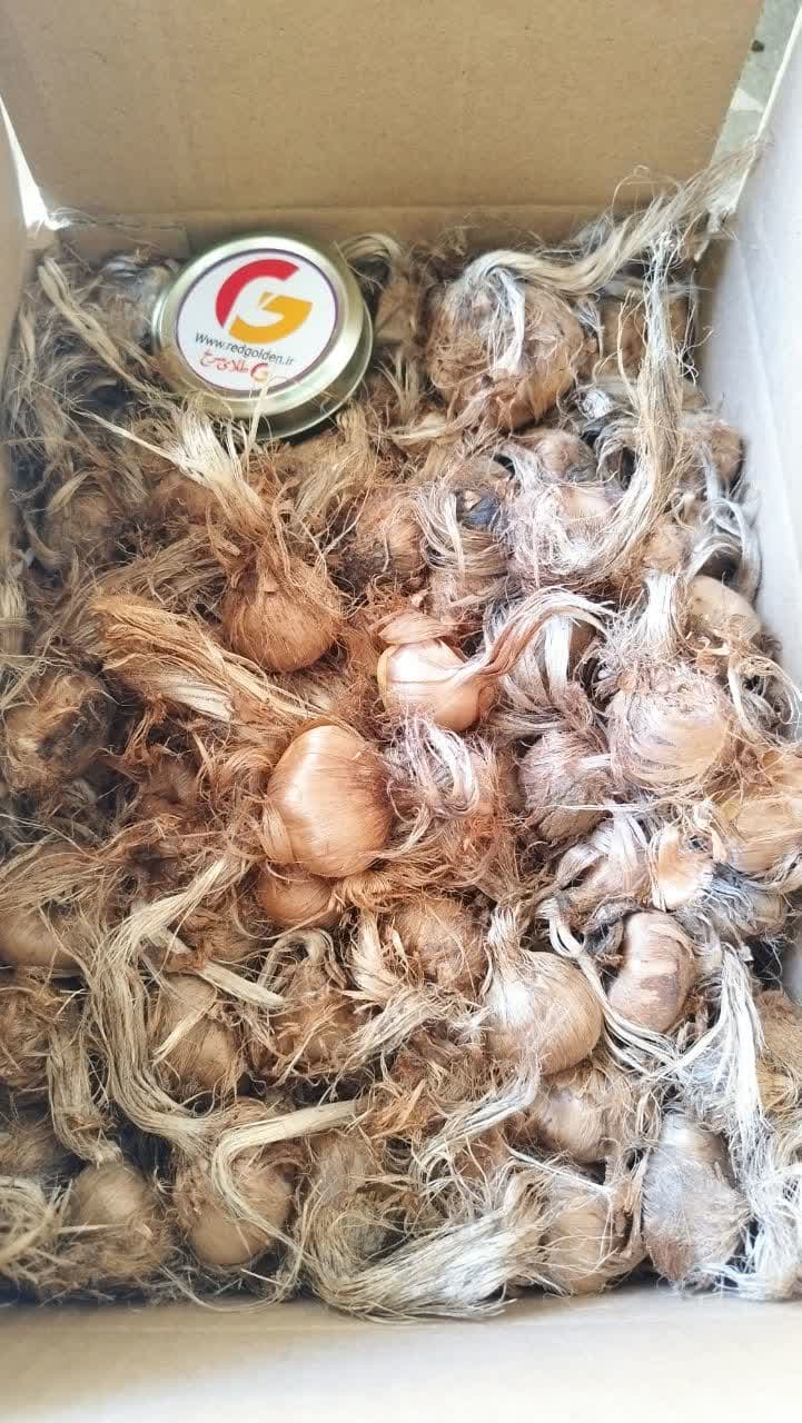 پیاز زعفران گلخانه ای بالای 12گرم | 100 کیلویی