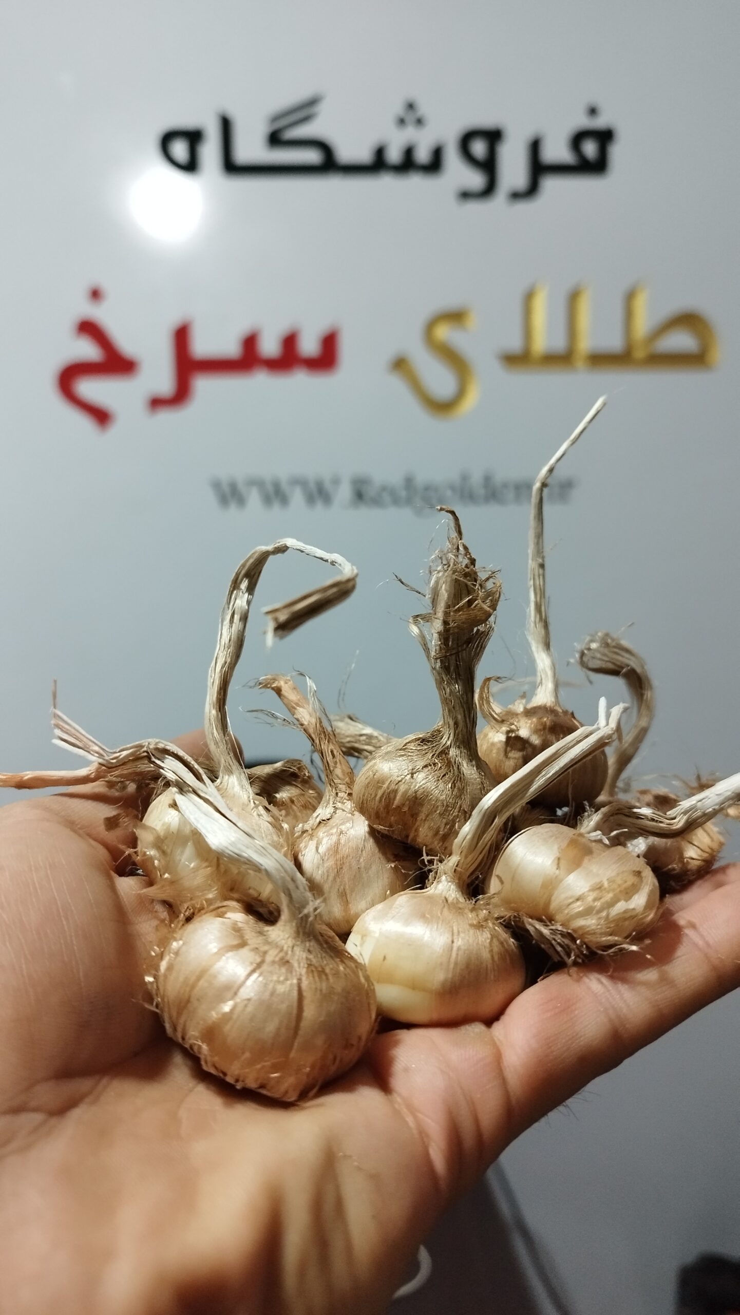 پیاز زعفران گلخانه ای بالای 15 گرم 1 کیلویی