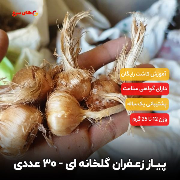 پیاز زعفران گلدانی 10 کیلویی