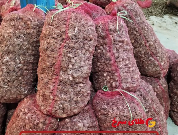 پیاز زعفران گلخانه ای 1 تن