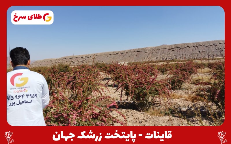 نهال زرشک قائنات ریشه لخت 10 عددی