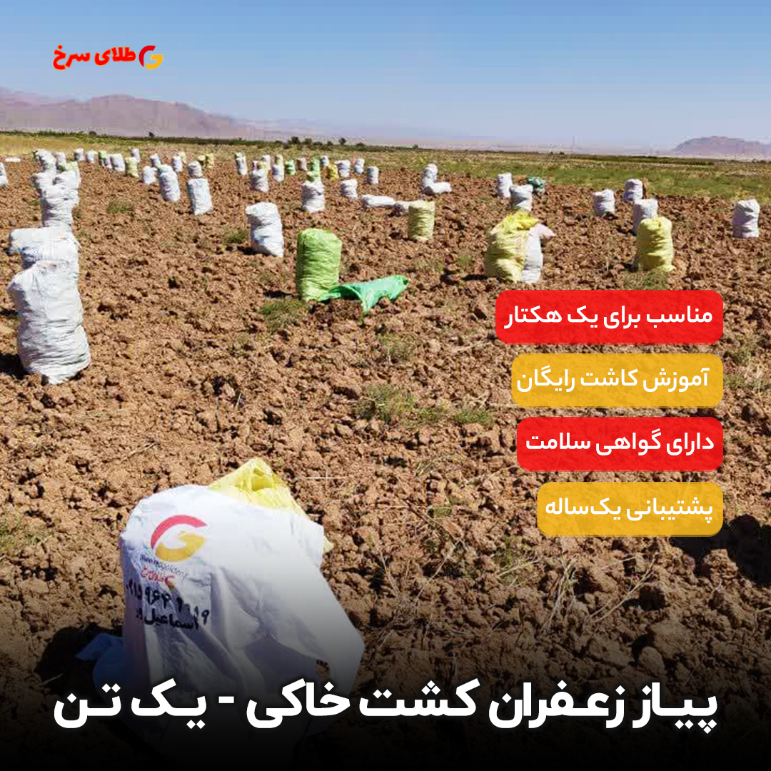 پیاز زعفران عمده درهم کشت خاکی | 10 تن