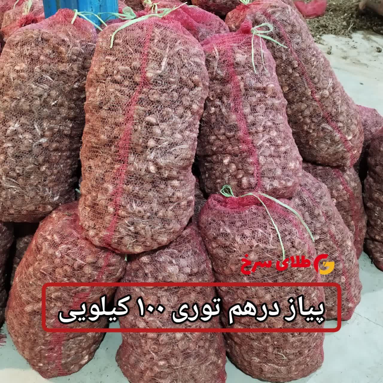 پیاز زعفران توری (بسته 100 کیلویی)