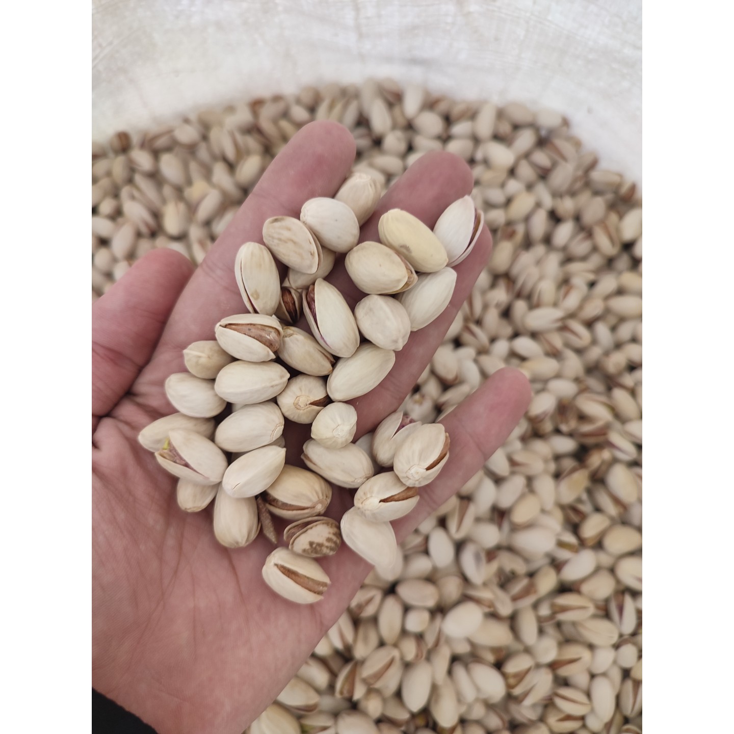 پسته اکبری درجه یک