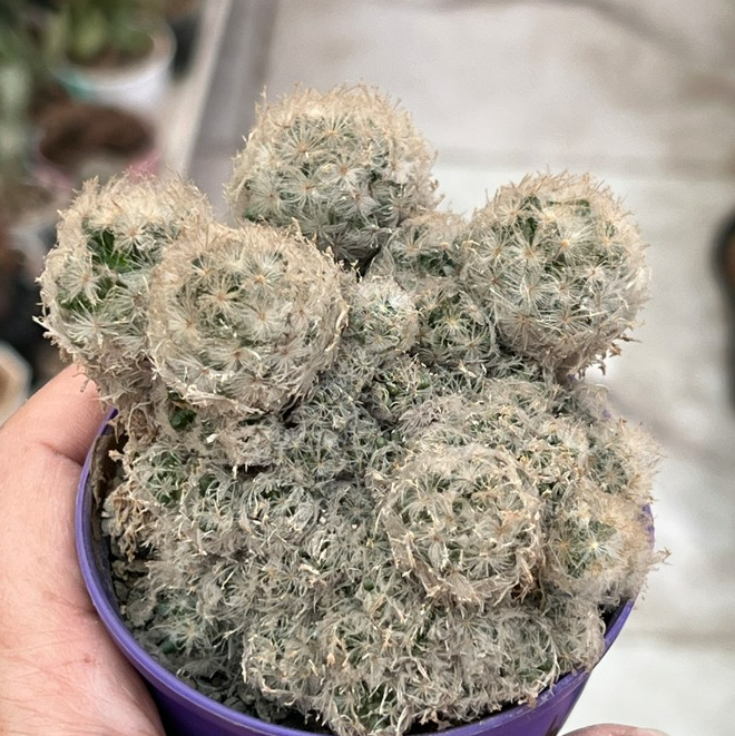 مامیلاریا PLUMOSA بذری