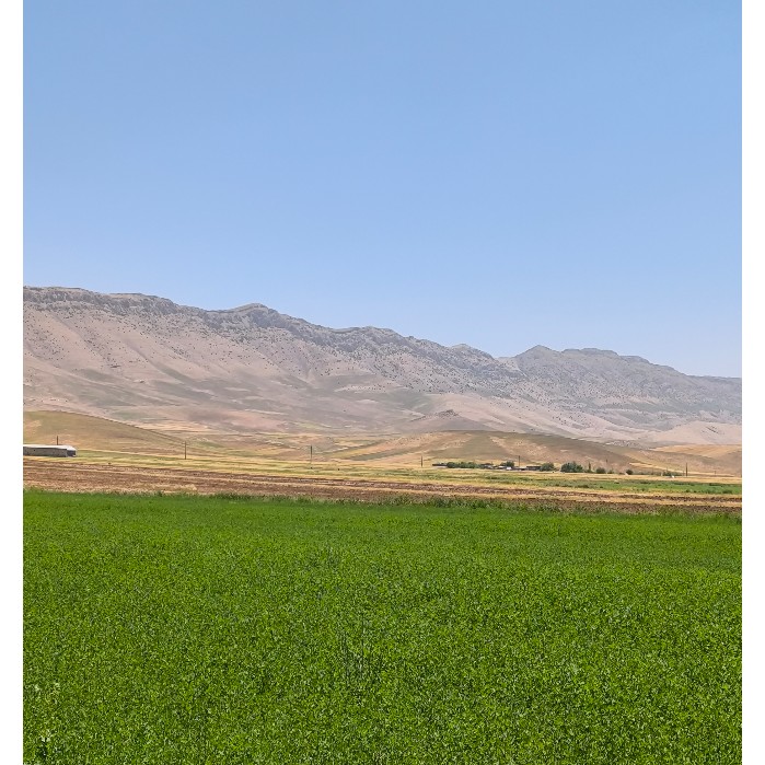یونجه رنجر آمریکایی با پروتئین و ویتامین بیشتر بسته 2 کیلوگرمی