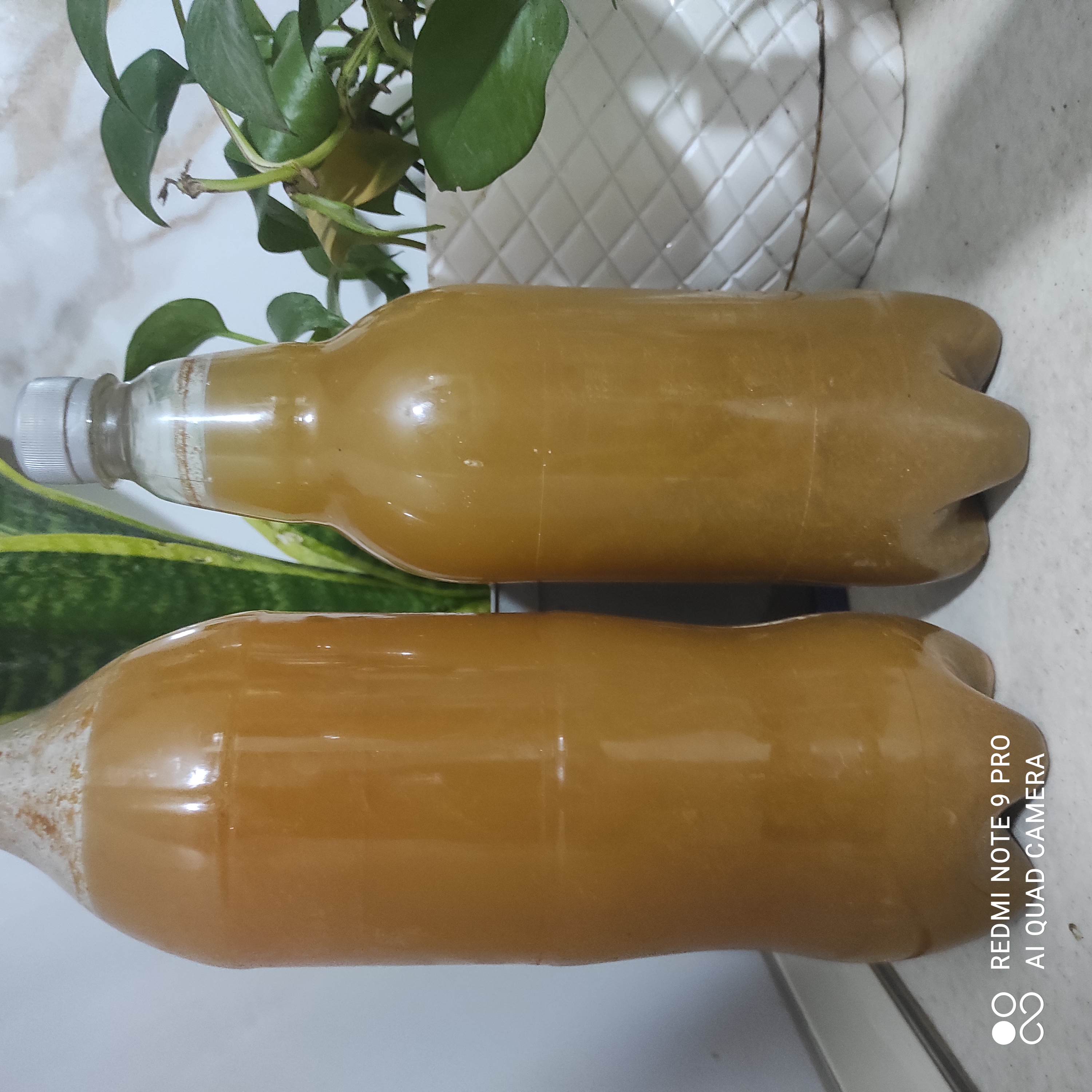 آبغوره ترش