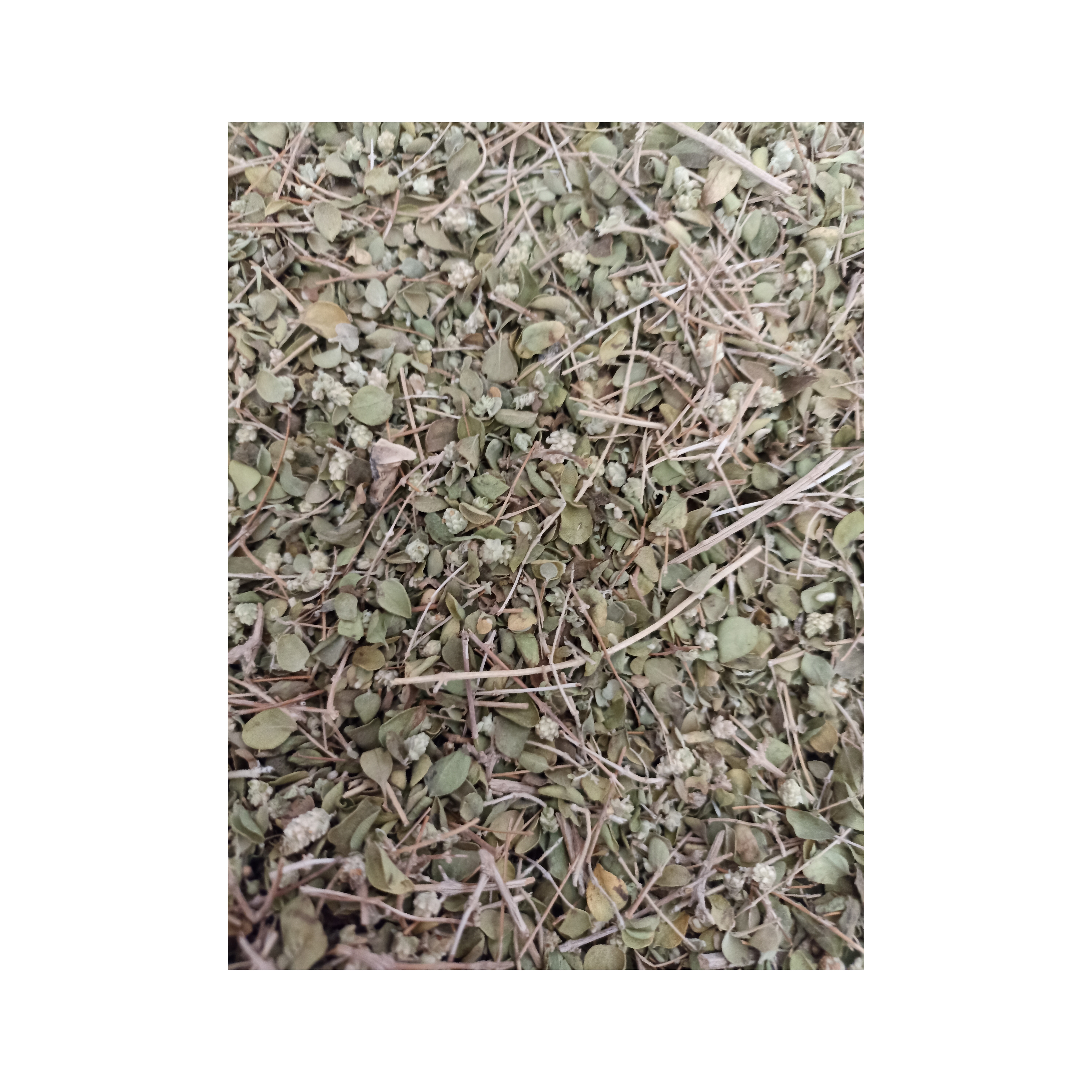 آویشن کوهی