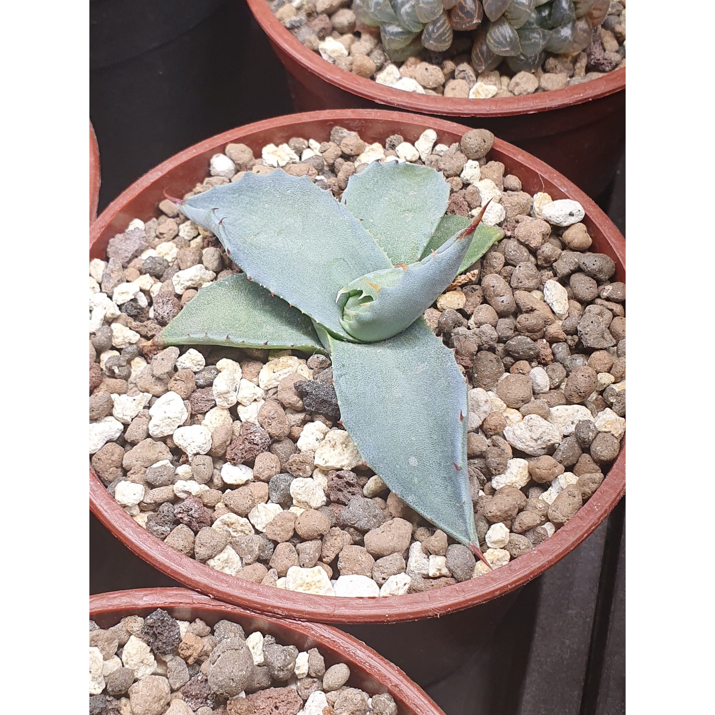 آگاو کلکسیونی سلمیانا ور فروکس (Salmiana var Ferox)