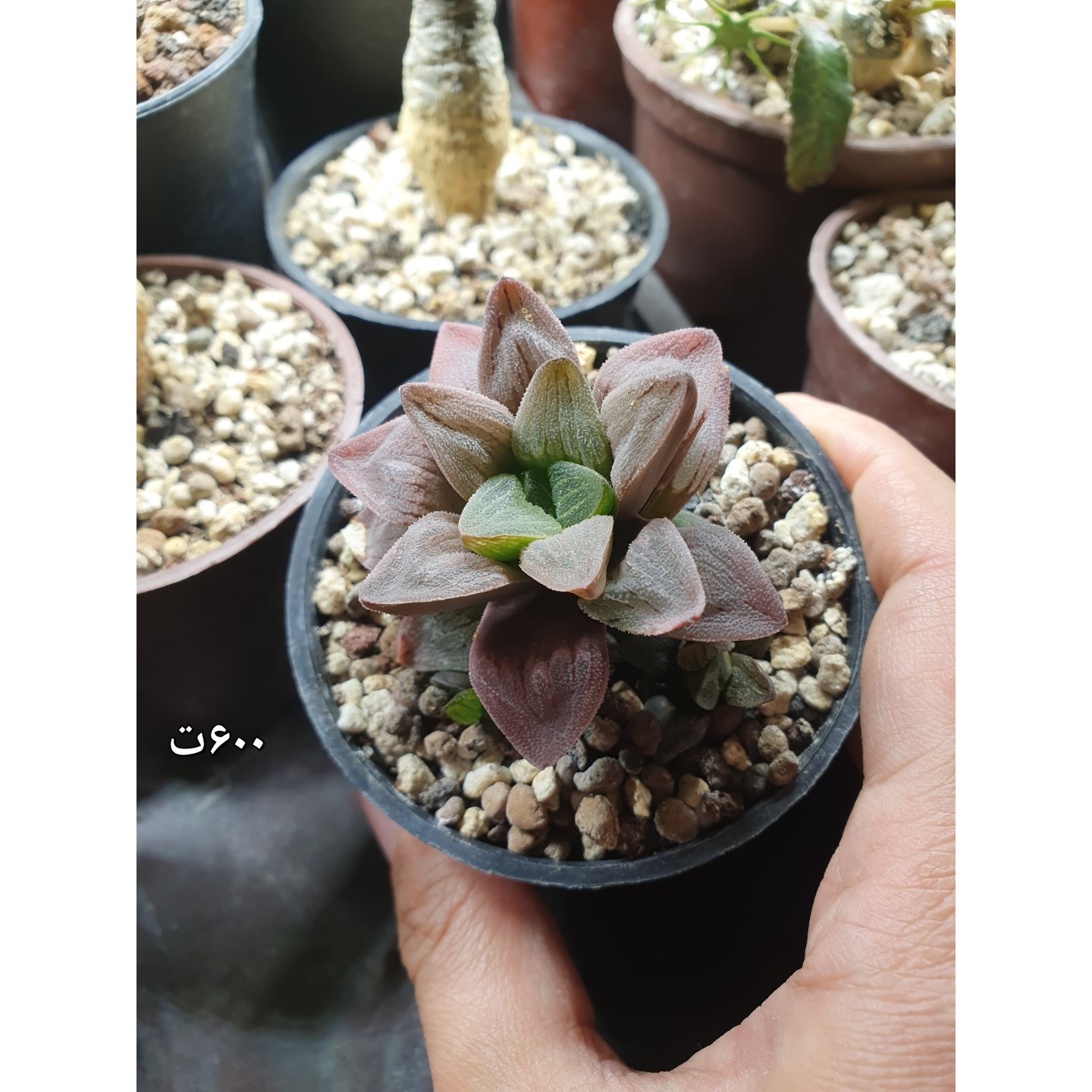 هاورتیا کلکسیونی رز