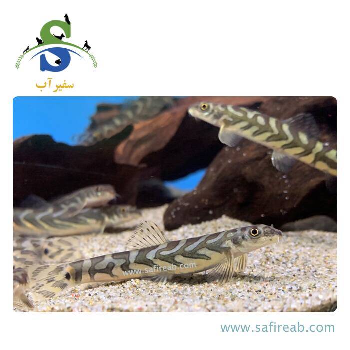 ماهی لوچ زودیاک