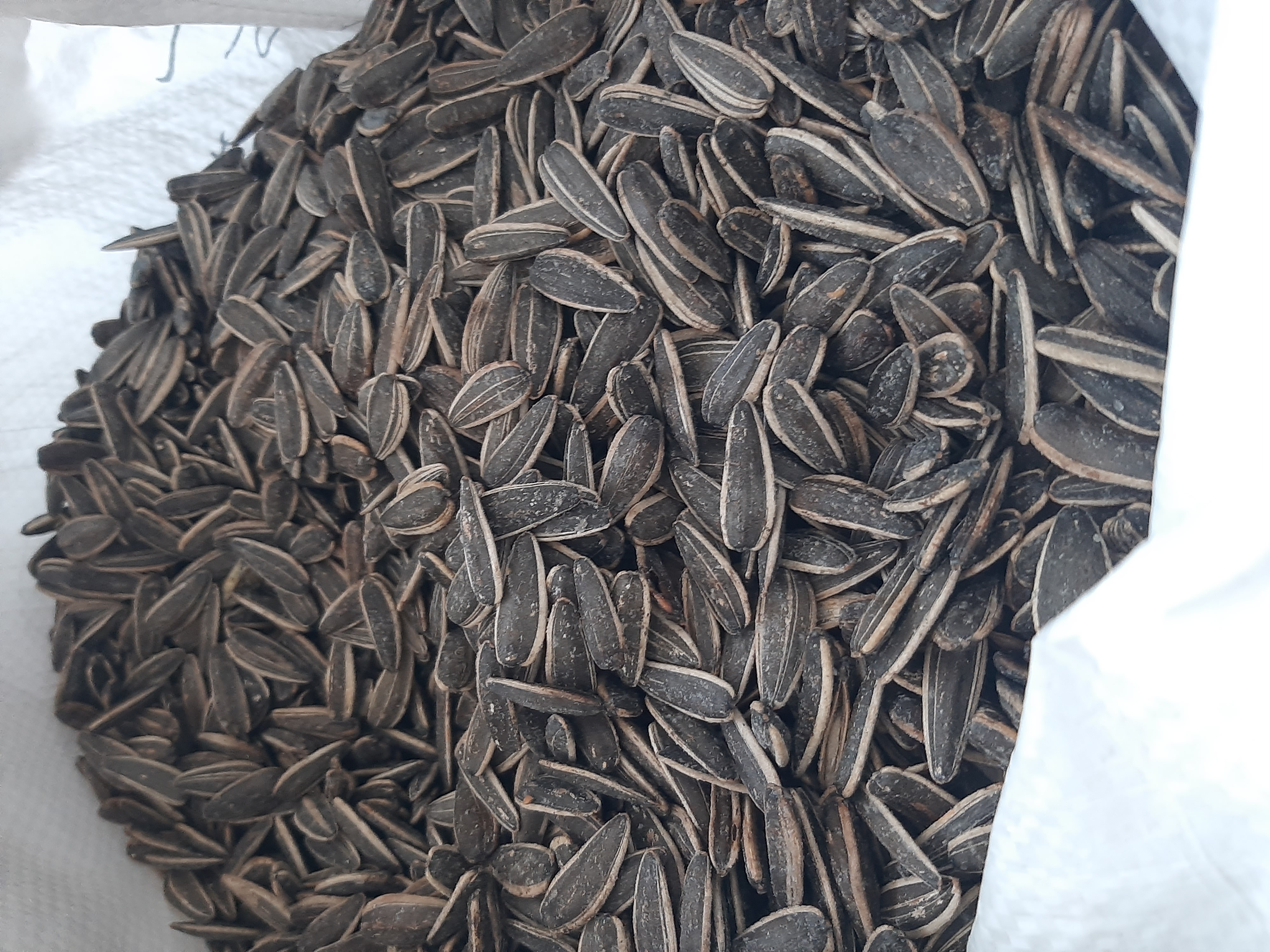 تخمه نمکی 5 کیلویی