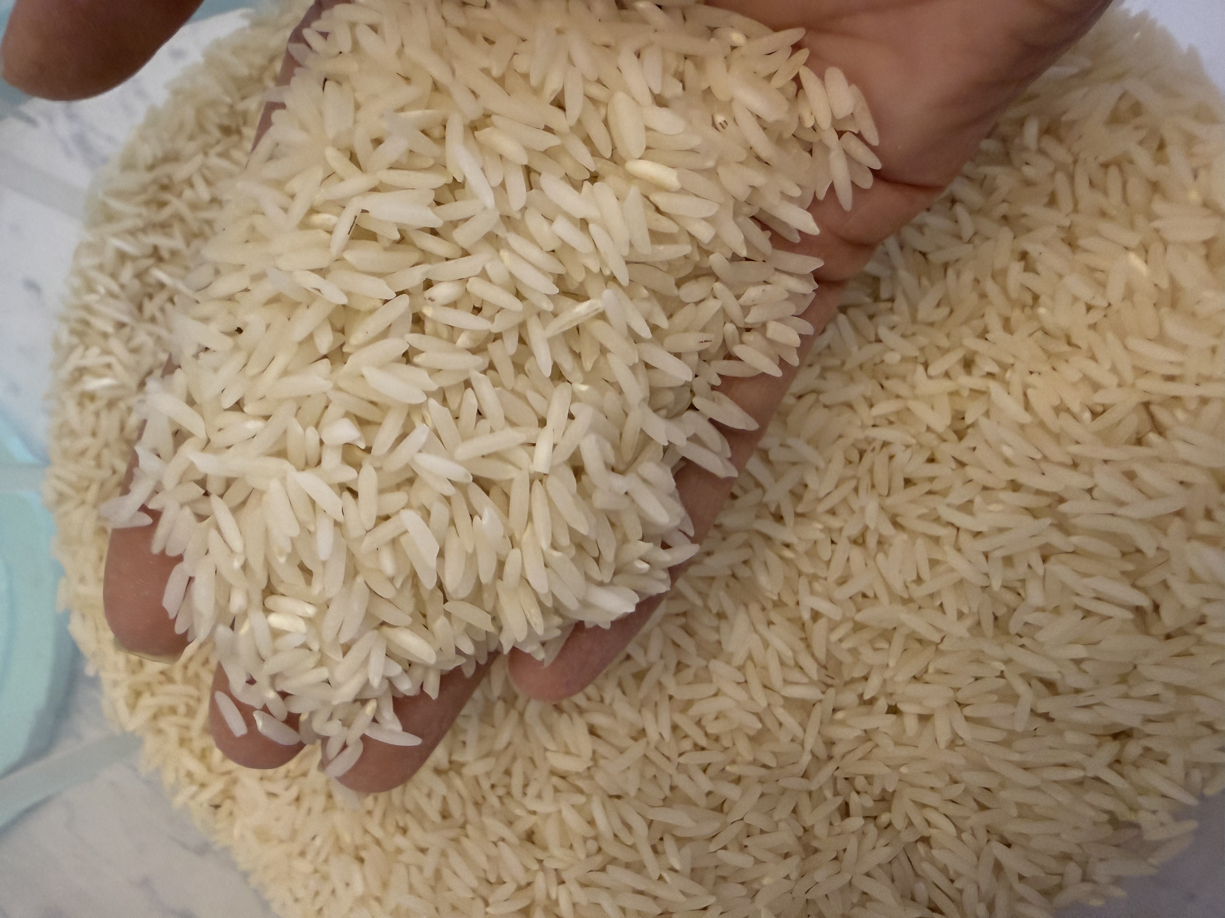 برنج هاشمی اعلاء گیلان لاهیجان برنج حاج علیزاده گورابی 10 کیلویی