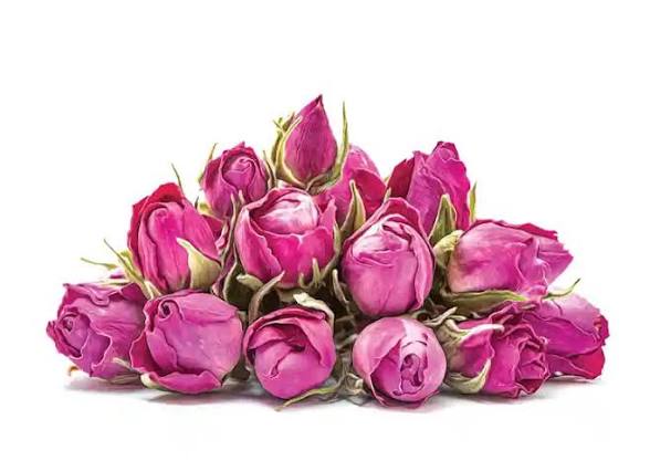 غنچه گل محمدی شییراز