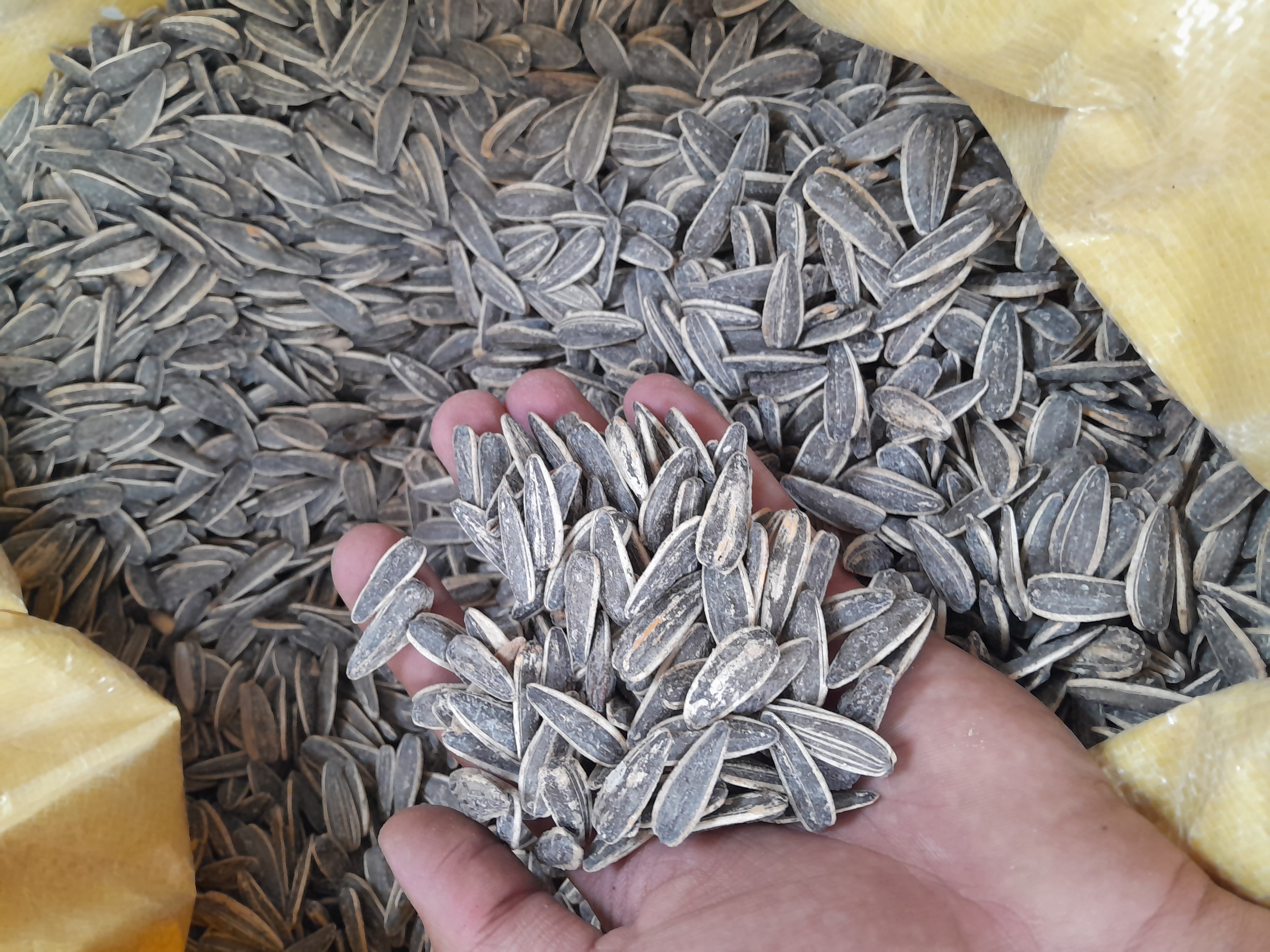 تخمه کانادایی وارداتی 