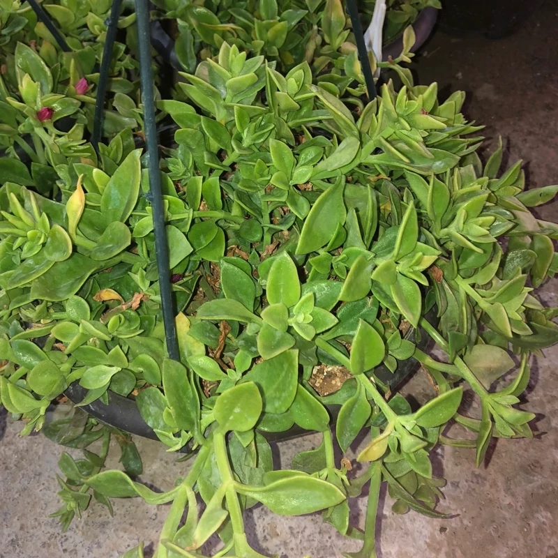 بوته ناز یخی