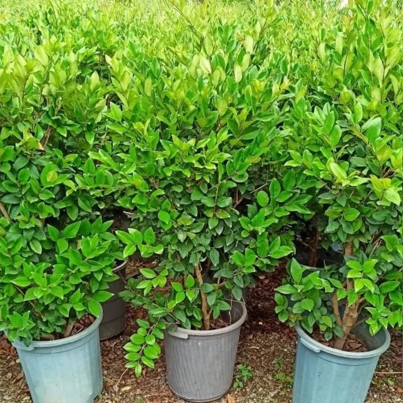 نهال یاس هلندی