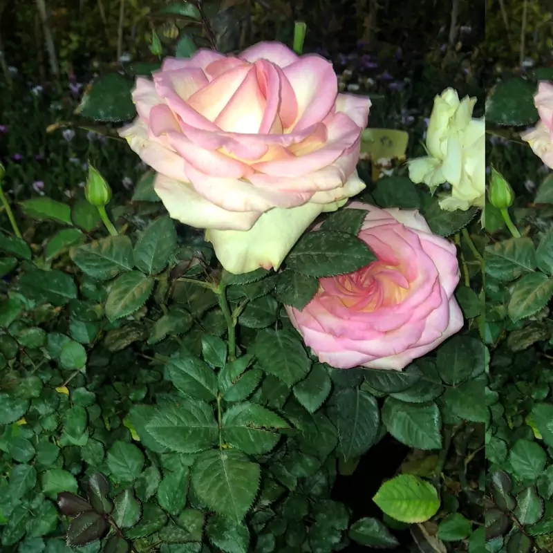 نهال رز گلبهی