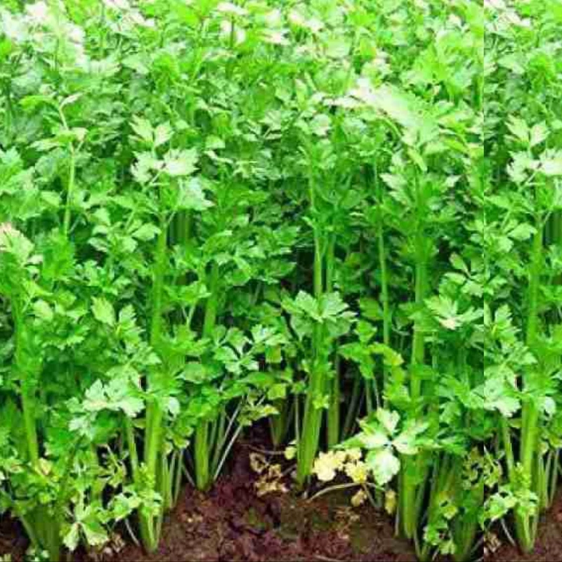 بذر کرفس چینی