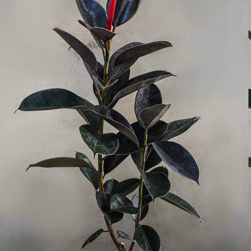 نهال فیکوس سیاه