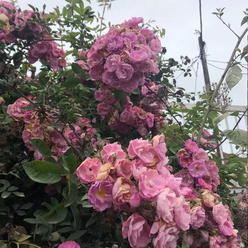 نهال گل محمدی پرپر