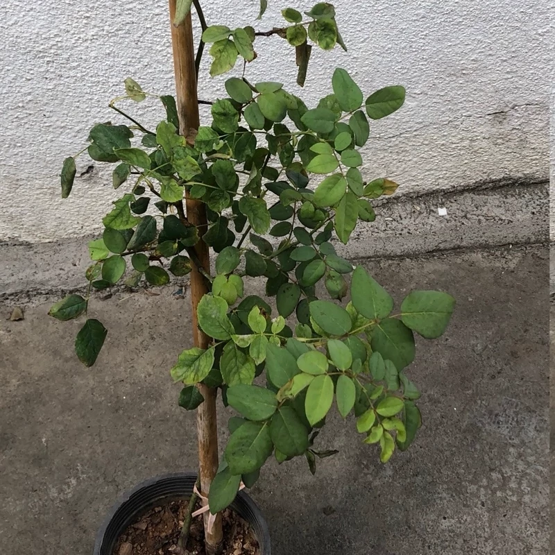 نهال رز دو رنگ رونده