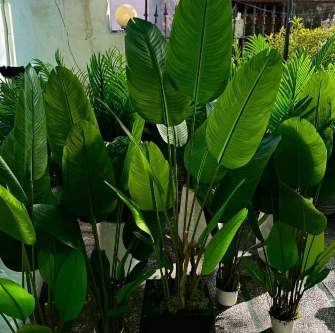 درختچه مصنوعی پرنده بهشتی( نخل نیکولای) 12 برگ غلاف بزرگ ارتفاع 170 سانتی متر