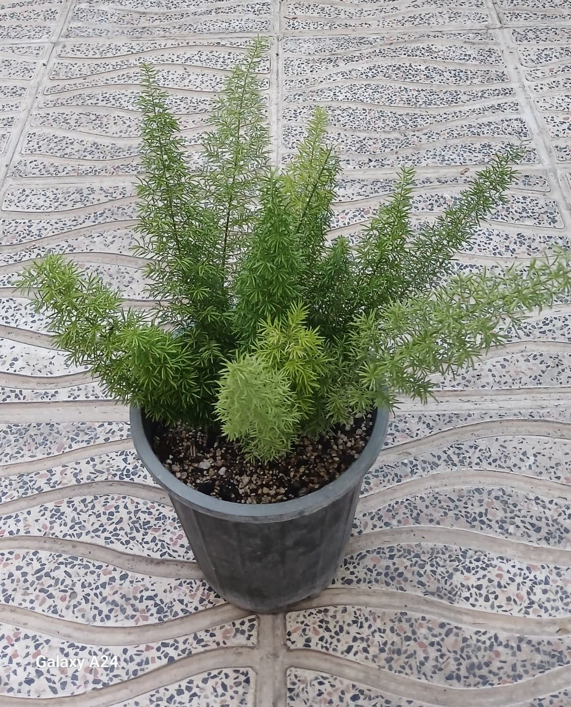 دمبروباهی بزرگ گلدانی
