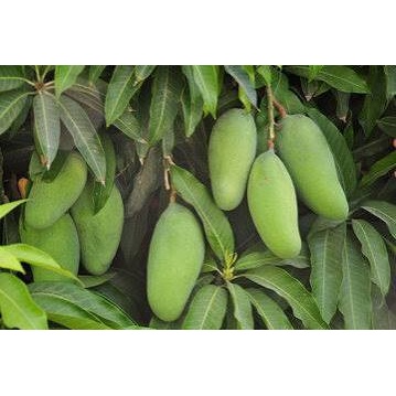 نهال انبه تایلندی