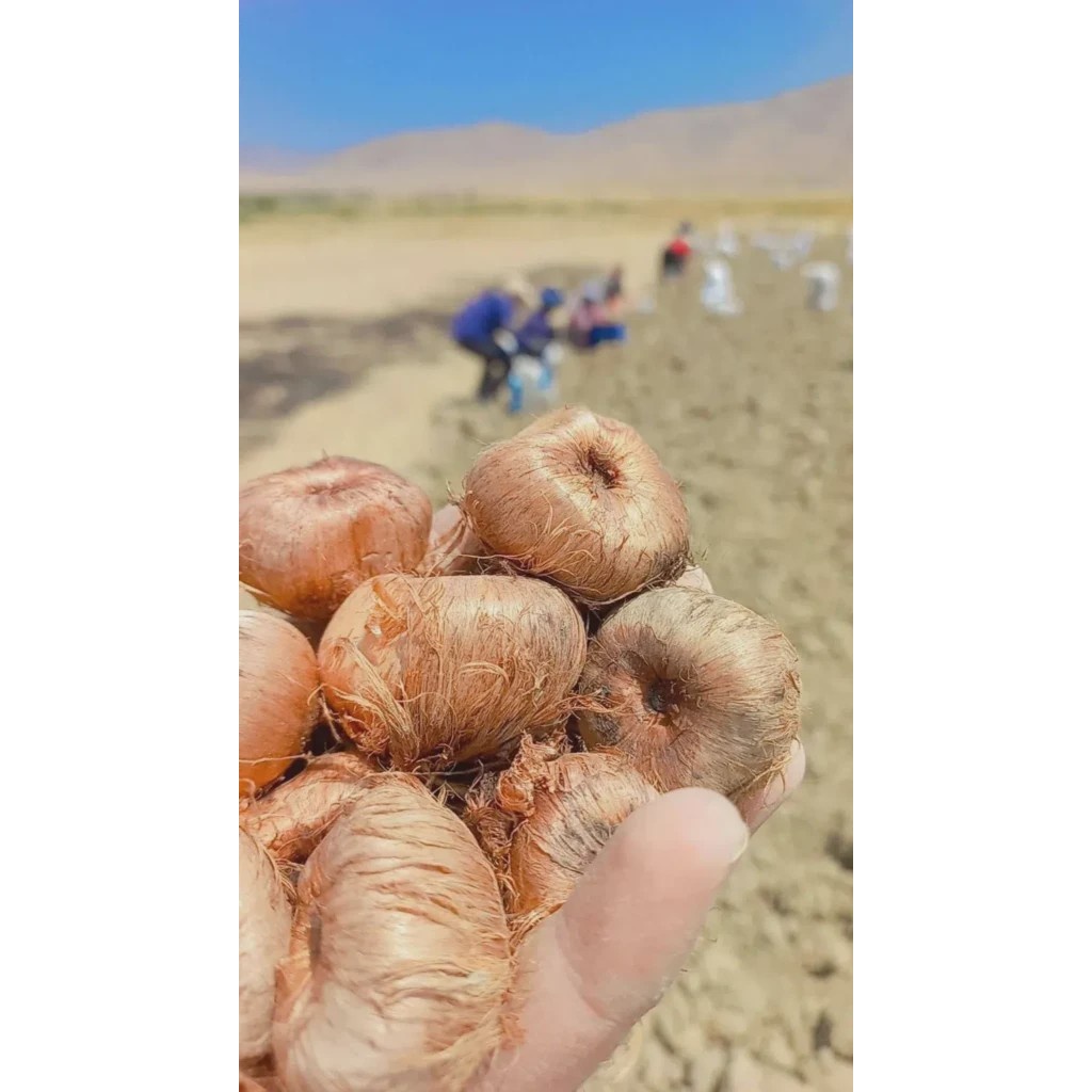 پیاز زعفران مخصوص کشت مزرعه بدون خاک