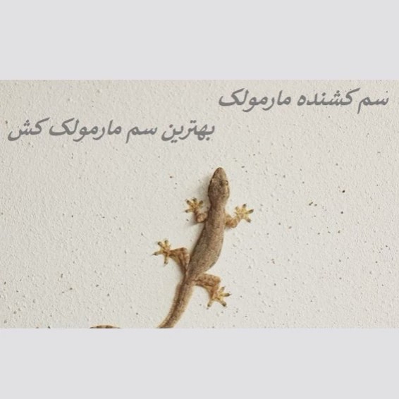 سم مارمولک کش ساویر بدون بو ارسال رایگان