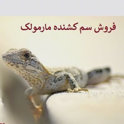 سم مارمولک کش ساویر بدون بو ارسال رایگان