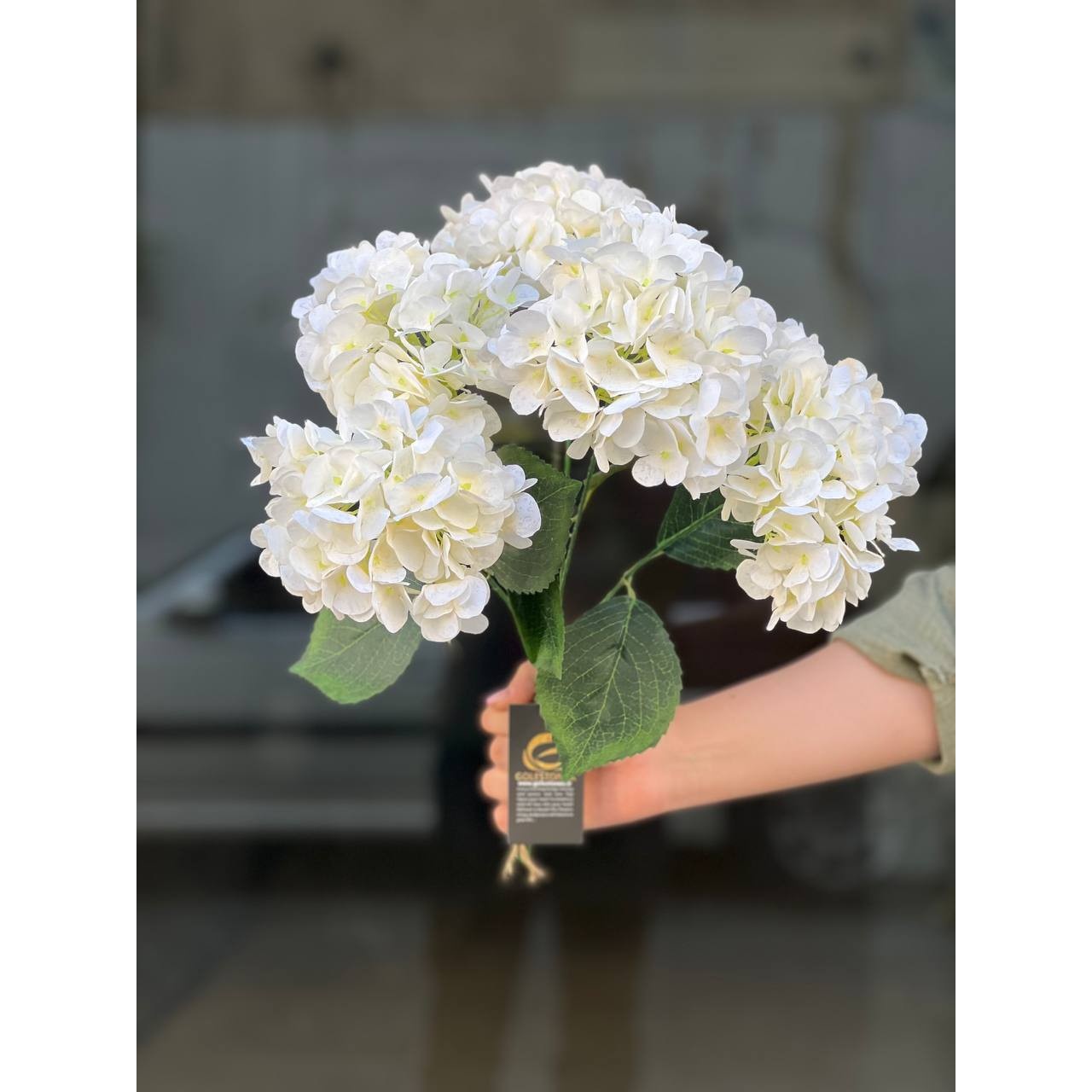 بوته هورتانزیا بزرگ سفید