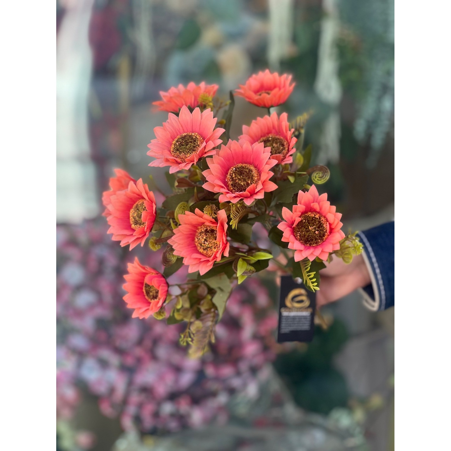 بوته آفتابگردون وارداتی صورتی