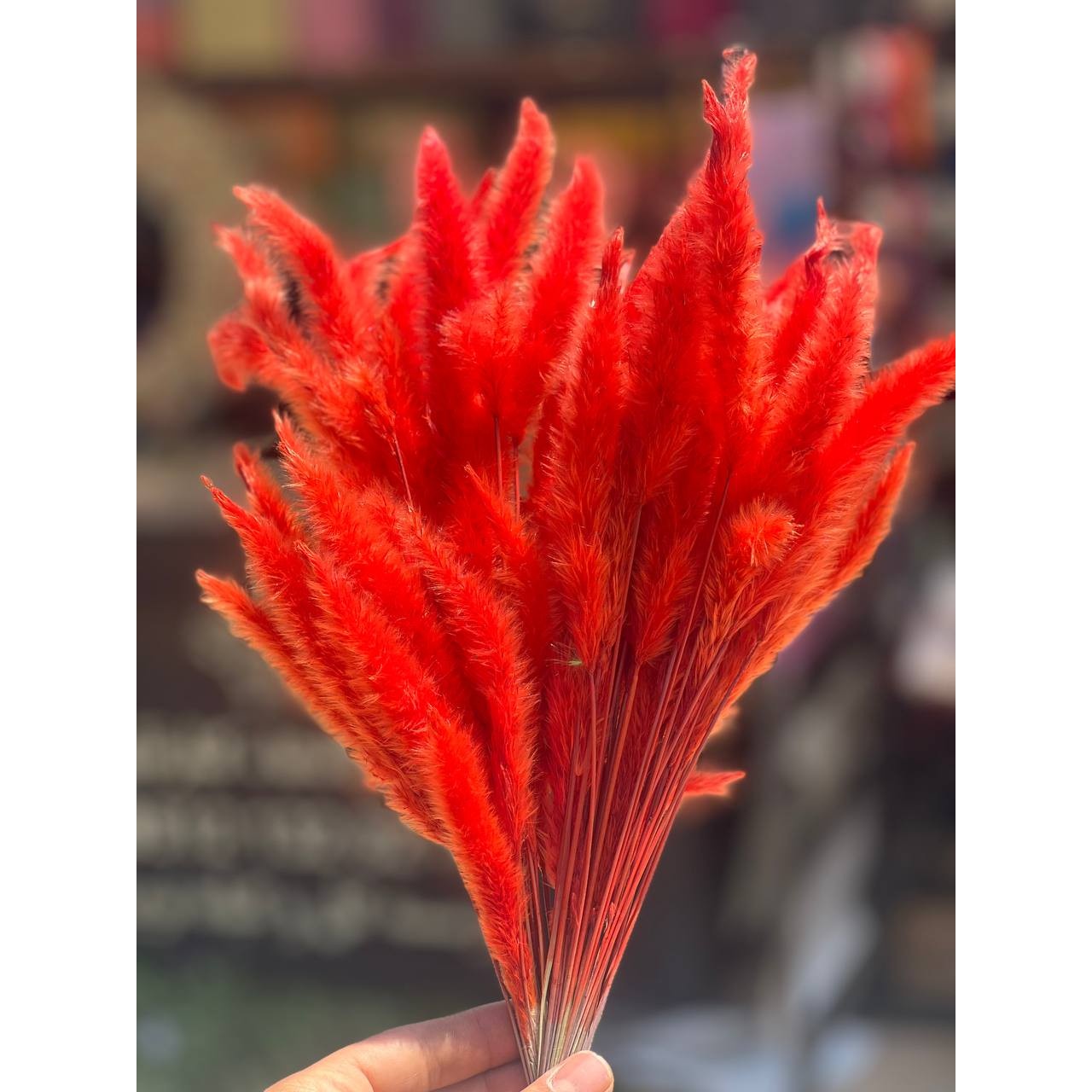 گل خشک دم روباهی نارنجی