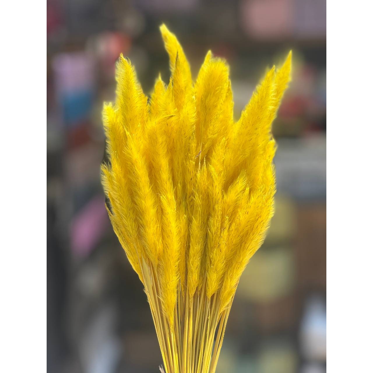 گل خشک دم روباهی زرد